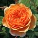 Саджанець англійської троянди Краун Принцеса Маргарет (Crown Princess Margareta)(закритий корінь) 1606333400 фото 1
