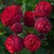 Саджанець троянди піоновидної "Піано" (закритий корінь) 000089 фото 1