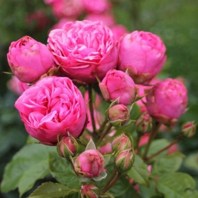 Саджанець троянди піоновидної "Пінк Піано" (закритий корінь) 000090 фото