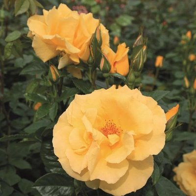 Саджанець троянди Тантау Dukat (Дукат)(закритий корінь) 1606333605 фото