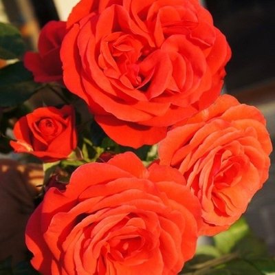 Саджанець троянди Поульсен Jive (Джайв)(закритий корінь) 1606333655 фото