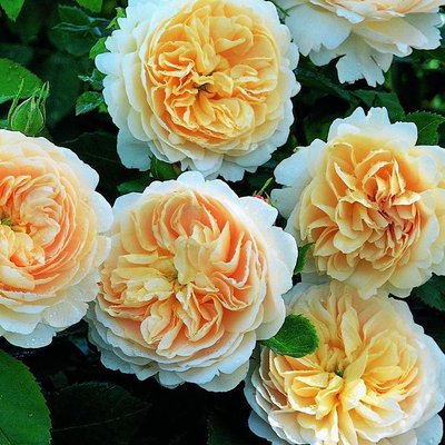 Саджанець англійської троянди Крокус Роуз (Crocus Rose)(закритий корінь) 1606333401 фото
