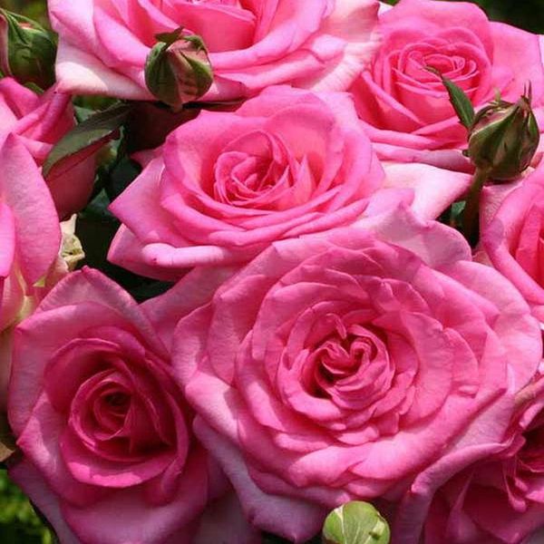 Саджанець плетистої троянди Беверлі (Beverly)(закритий корінь) 1606333451 фото