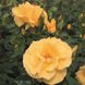 Саджанець троянди Тантау Dukat (Дукат)(закритий корінь) 1606333605 фото 1