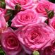 Саджанець плетистої троянди Беверлі (Beverly)(закритий корінь) 1606333451 фото 1