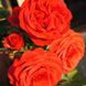 Саджанець троянди Поульсен Jive (Джайв)(закритий корінь) 1606333655 фото 1