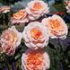 Саджанець плетистої троянди Шлосс Ойтін (Schloss Eutin)(закритий корінь) 1606333501 фото 1