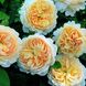 Саджанець англійської троянди Крокус Роуз (Crocus Rose)(закритий корінь) 1606333401 фото 1