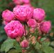 Саджанець троянди піоновидної "Пінк Піано" (закритий корінь) 000090 фото 1