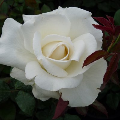 Саджанець троянди Поульсен Karen Blixen (Карен Бліксен)(закритий корінь) 1606333656 фото