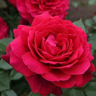Саджанець плетистої троянди Бельв'ю (Bellevue)(закритий корінь) 1606333452 фото