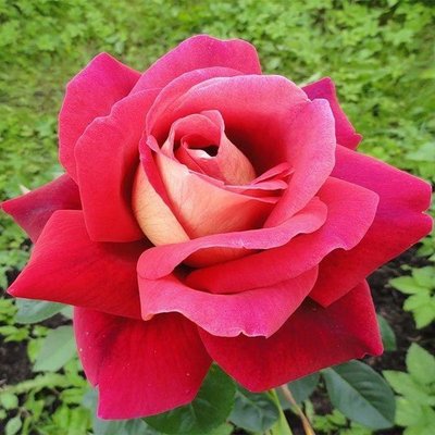 Саджанець англійської троянди Кроненбург (Kronenbourg)(закритий корінь) 1606333402 фото