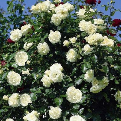 Саджанець плетистої троянди Шнеевітхен (Schneewittchen)(закритий корінь) 1606333502 фото