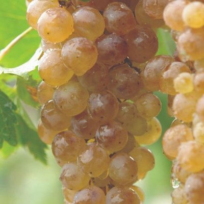 Саджанець винограду винного "Ркацетелі" ( середній термін дозрівання ) 1606333707 фото