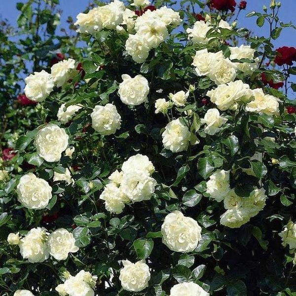 Саджанець плетистої троянди Шнеевітхен (Schneewittchen)(закритий корінь) 1606333502 фото