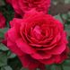 Саджанець плетистої троянди Бельв'ю (Bellevue)(закритий корінь) 1606333452 фото 1