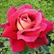Саджанець англійської троянди Кроненбург (Kronenbourg)(закритий корінь) 1606333402 фото 1