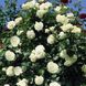 Саджанець плетистої троянди Шнеевітхен (Schneewittchen)(закритий корінь) 1606333502 фото 1