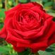Саджанець троянди чайно-гібридної (садової) Софі Лорен (Sophia Loren)(закритий корінь) 1606333352 фото 1