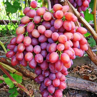 Саджанець винограду Кишмиш "Променистий"( ранньо-середній термін дозрівання ) 1606333708 фото