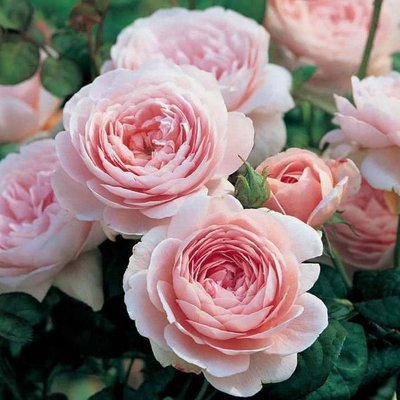 Саджанець англійської троянди Куін оф Сведен (Queen of Sweden)(закритий корінь) 1606333403 фото