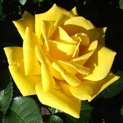 Саджанець троянди чайно-гібридної (садової) Старлайт (Starlight)(закритий корінь) 1606333353 фото