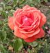 Саджанець троянди Тантау Fragrant Cloud (Запашна хмара)(закритий корінь) 1606333607 фото 1