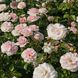 Саджанець плетистої троянди Бременські Музики (Bremer Stadtmusikanten)(закритий корінь) 1606333453 фото 1