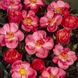 Саджанець троянди Поульсен Kirsch Cover (Кірш Кавер)(закритий корінь) 1606333657 фото 1