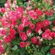 Саджанець плетистої троянди Шон Коблензерін (Schöne Koblenzerin)(закритий корінь) 1606333503 фото 1