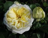 Саджанець троянди Поульсен Kronprinsesse Mary (Кронпринцеса Марі)(закритий корінь) 1606333658 фото