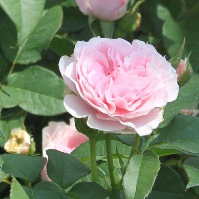 Саджанець троянди Тантау Gartenträume(закритий корінь) 1606333608 фото