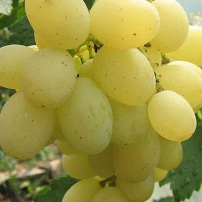 Саджанець винограду Кишмиш "Кеша" ( ранньо-середній термін дозрівання ) 1606333709 фото
