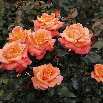 Саджанець троянди Поульсен Mama Mia (Мама Мія)(закритий корінь) 1606333664 фото