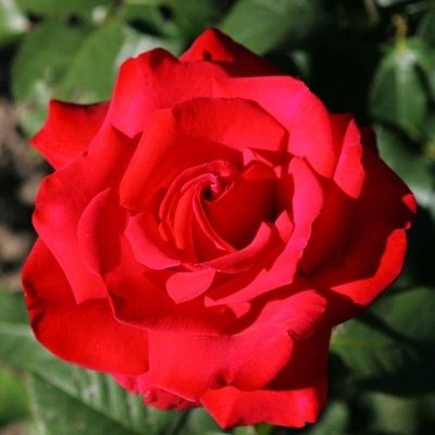 Саджанець плетистої троянди Гранд Аморе (Grande Amore)(закритий корінь) 1606333460 фото