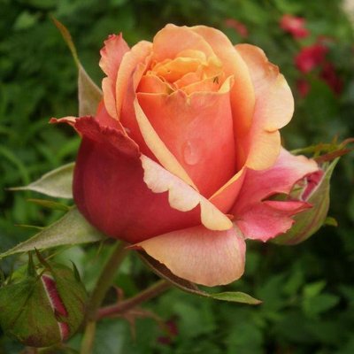 Саджанець троянди чайно-гібридної (садової) Черрі Бренді (Cherry Brendy)(закритий корінь) 1606333360 фото