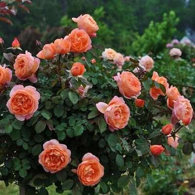 Саджанець англійської троянди Леді Емма Гамільтон (Lady Emma Hamilton)(закритий корінь) 1606333410 фото