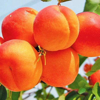 Саджанець абрикосу "Оранж Ред" (літній сорт, середній термін дозрівання) 1606333770 фото