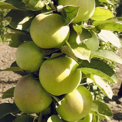 Саджанець колоновидної яблуні "Малюха" (літній сорт, ранній термін дозрівання) 1606334160 фото