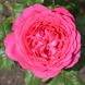 Саджанець троянди Тантау Johann Wolfgang von Goethe (Йоганн Вольфганг фон Гете)(закритий корінь) 1606333614 фото 1