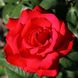 Саджанець плетистої троянди Гранд Аморе (Grande Amore)(закритий корінь) 1606333460 фото 1