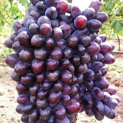 Саджанець винограду Кишмиш "Юпітер" ( ранній термін дозріванння ) 1606333710 фото
