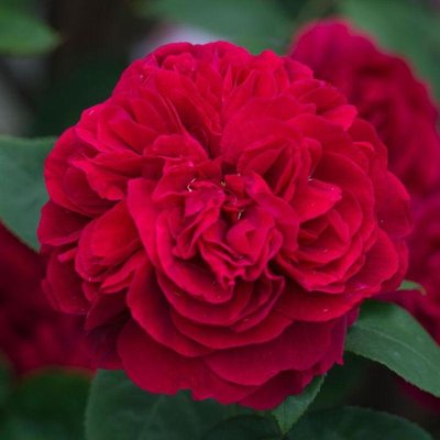 Саджанець англійської троянди Л. Д. Брайтвайт (L.D. Braithwaite)(закритий корінь) 1606333405 фото