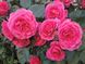 Саджанець троянди Поульсен Lea Renaissance (Леа Ренесанс)(закритий корінь) 1606333659 фото 1