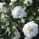 Саджанець троянди Ропару Annapurna (Аннапурна)(закритий корінь) 1606333505 фото 1