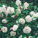 Саджанець плетистої троянди Венуста Пендула (Venusta Pendula)(закритий корінь) 1606333455 фото 1