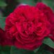 Саджанець англійської троянди Л. Д. Брайтвайт (L.D. Braithwaite)(закритий корінь) 1606333405 фото 1