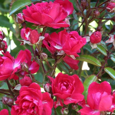 Саджанець троянди Ропару Fairy Queen (Королева феї)(закритий корінь) 1606333511 фото