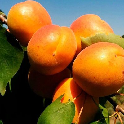 Саджанець абрикосу "Поліський великоплідний" (літній сорт, середньо-пізній термін дозрівання) 1606333771 фото