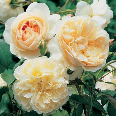 Саджанець англійської троянди Личфилд Енджел (Lichfield Angel)(закритий корінь) 1606333411 фото